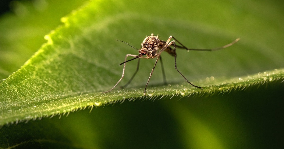 Malaria Tablets Manchester
