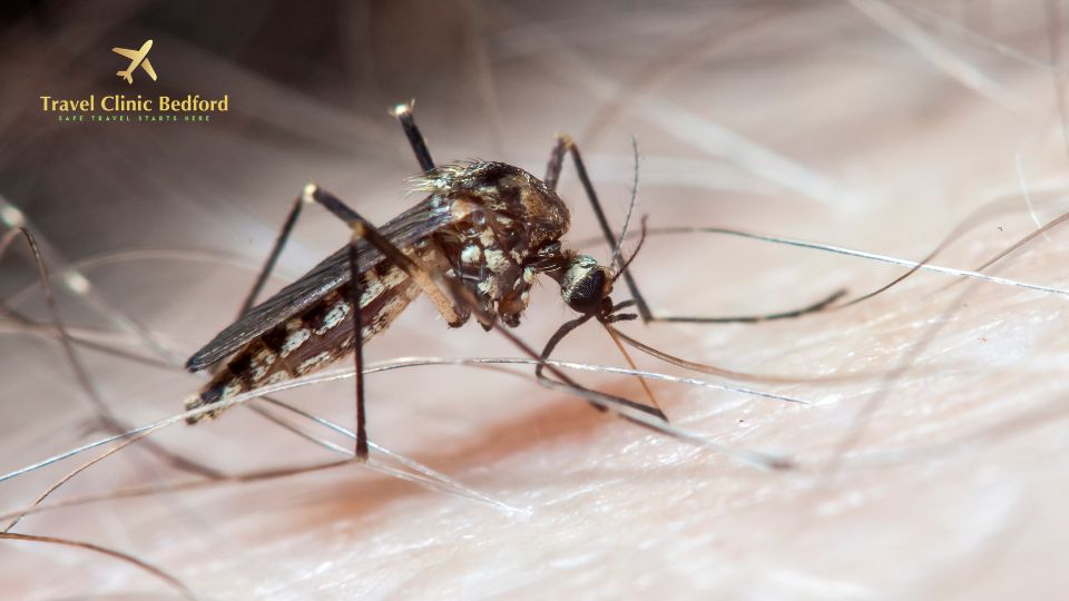 Mosquito borne illness vaccines